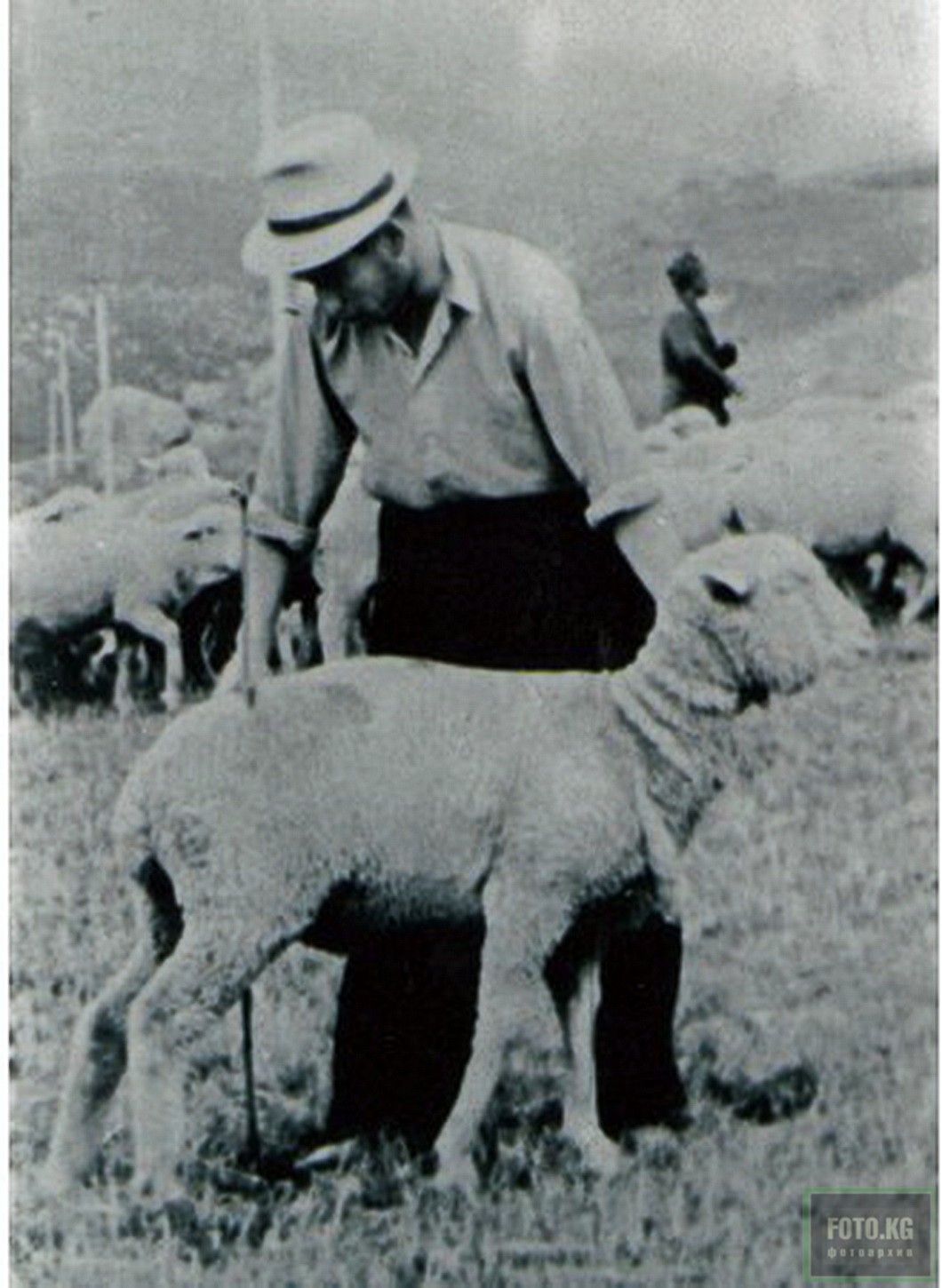 Чингиз Айтматов на работе в научно-исследовательскогом институте животноводства и ветеринарии